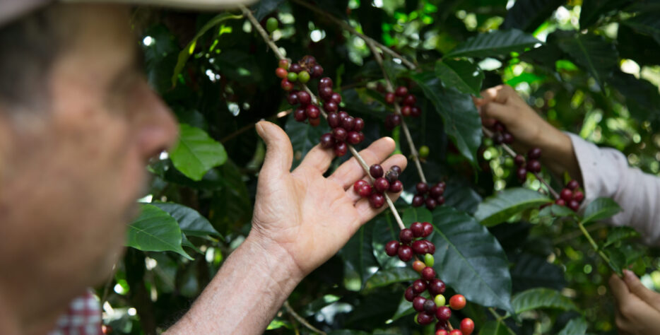 Un recorrido para vivir el café desde la raíz: caminar el cafetal, conocer sus procesos, explorar aromas y degustar nuestro café de finca.