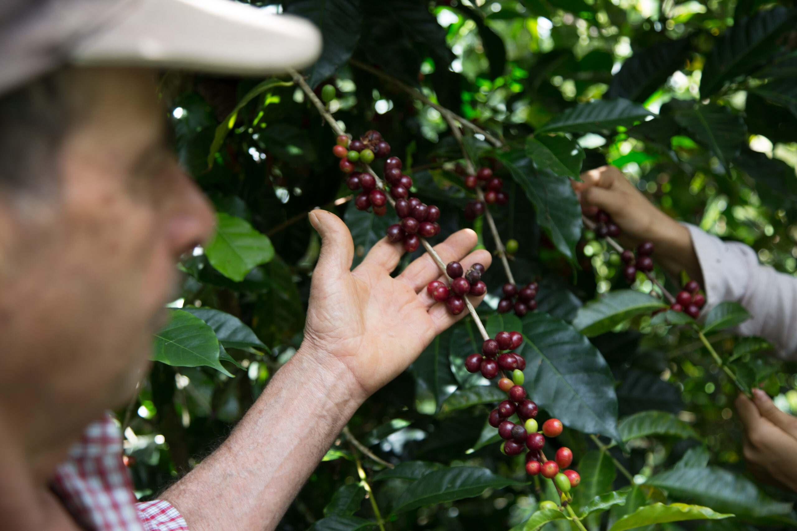 Un recorrido para vivir el café desde la raíz: caminar el cafetal, conocer sus procesos, explorar aromas y degustar nuestro café de finca.