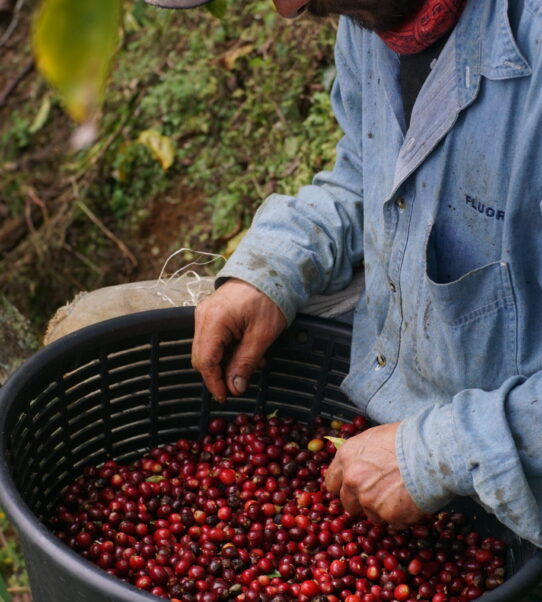 Café Flor de Montaña