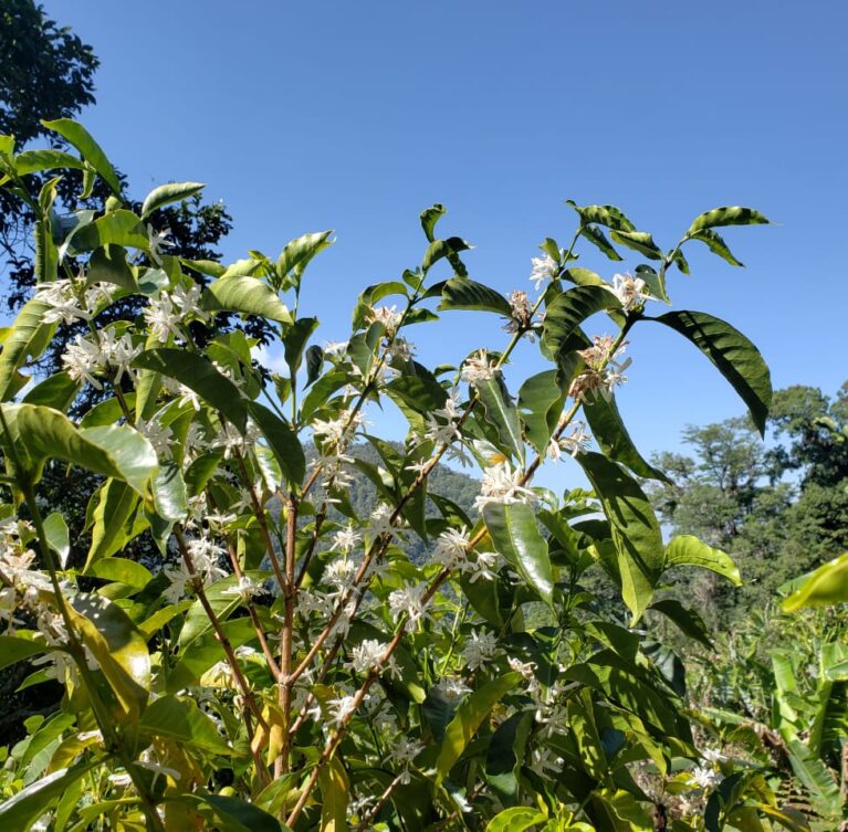 Un recorrido para vivir el café desde la raíz: caminar el cafetal, conocer sus procesos, explorar aromas y degustar nuestro café de finca.