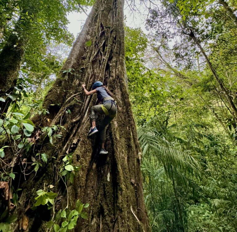 Una experiencia segura de escalada en higuerones gigantes, perfecta para retarse, salir de la rutina y ver el bosque desde otra perspectiva.