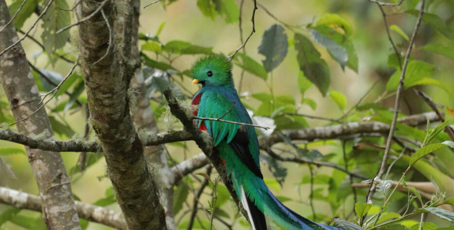 Una caminata guiada para observar quetzales, colibríes y aves del bosque nuboso, acompañada por un experto local con telescopio.