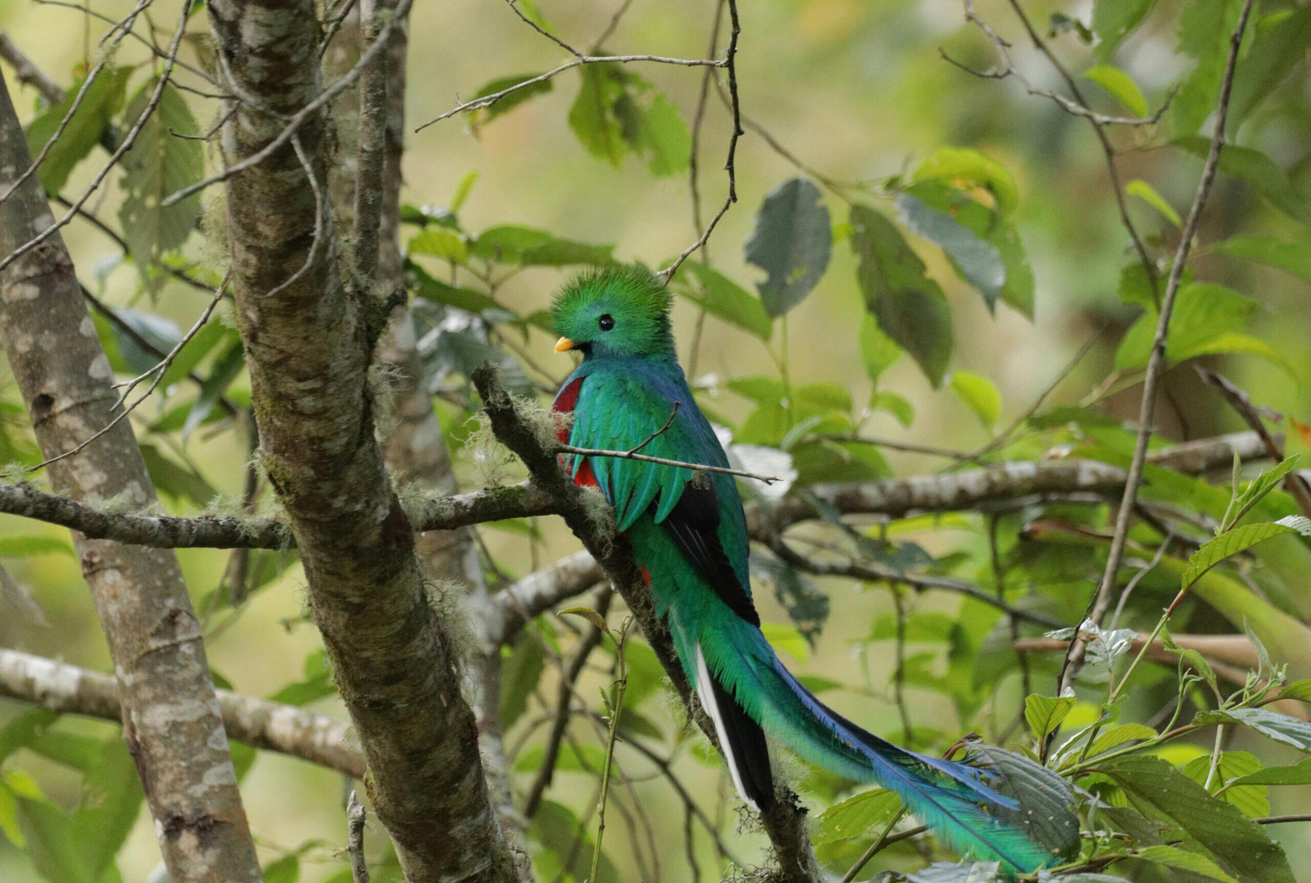 Una caminata guiada para observar quetzales, colibríes y aves del bosque nuboso, acompañada por un experto local con telescopio.
