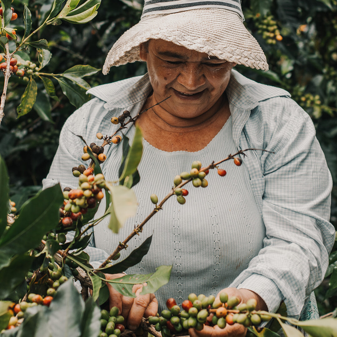 Café Flor de Montaña